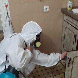 Дезинфекция от муравьев в квартире в Нижней Туре